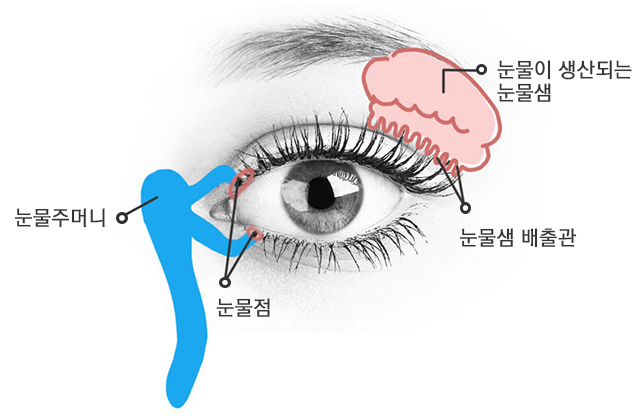 눈 구조 이미지