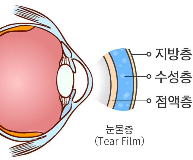 눈물막의 구조