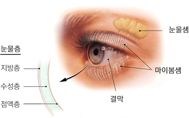 눈물층의 구조